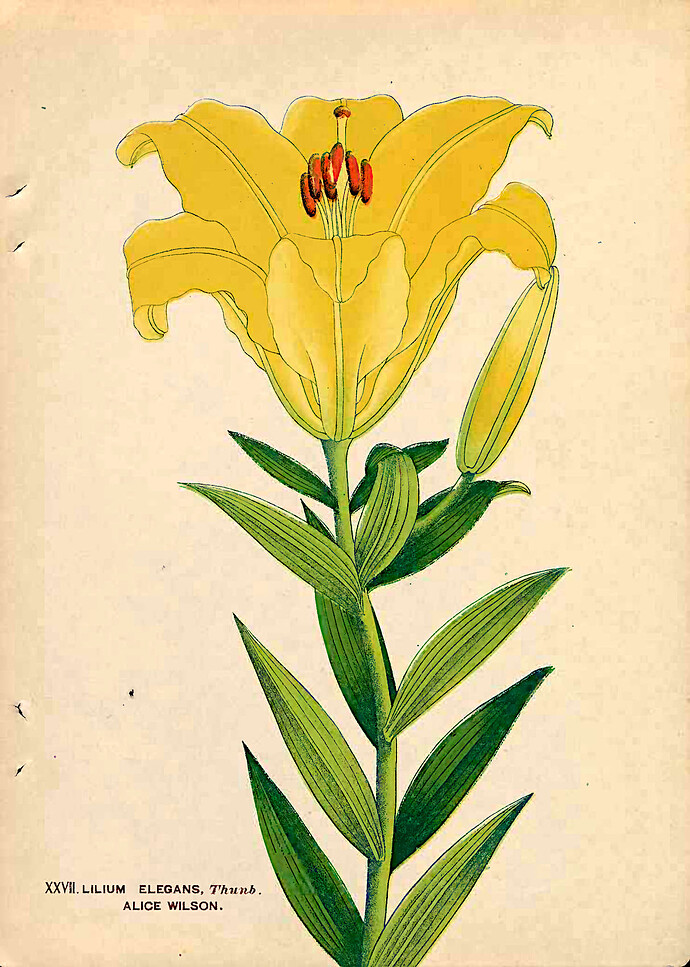 lilium-elegans-alice-wilson