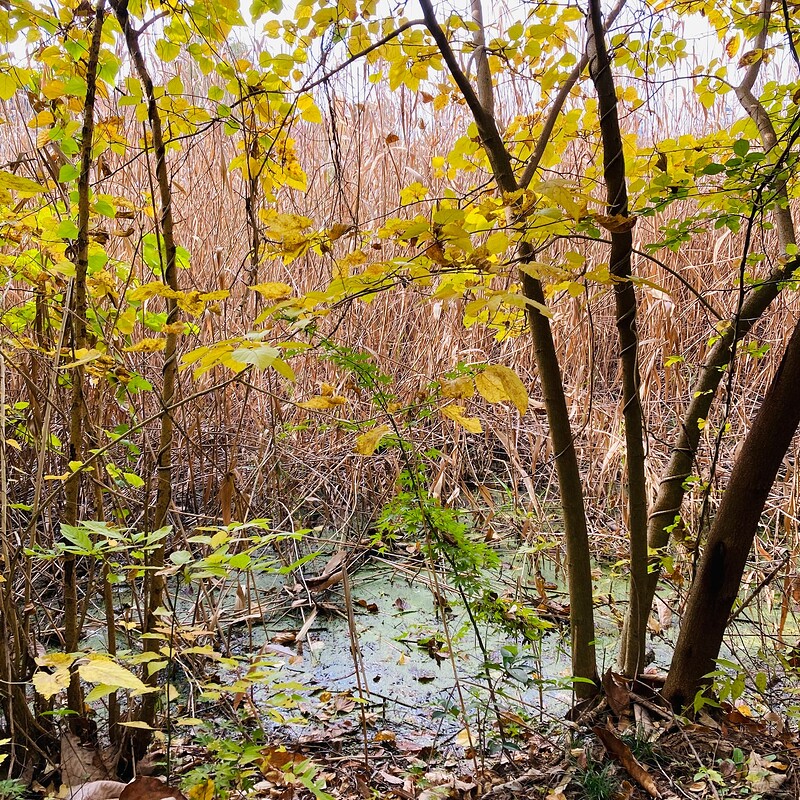 doho-park-autumn-2025-06