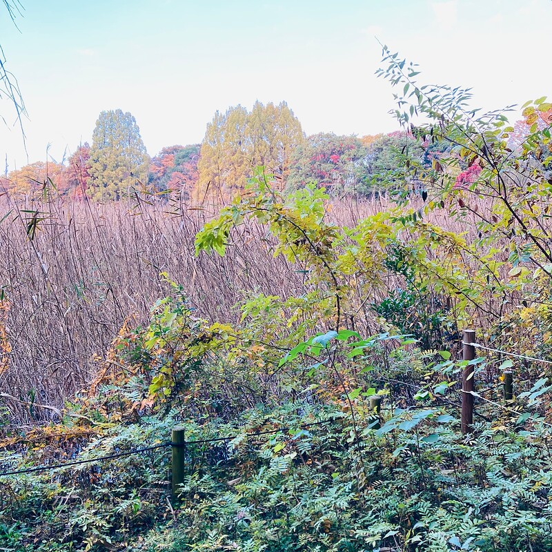 doho-park-autumn-2025-08