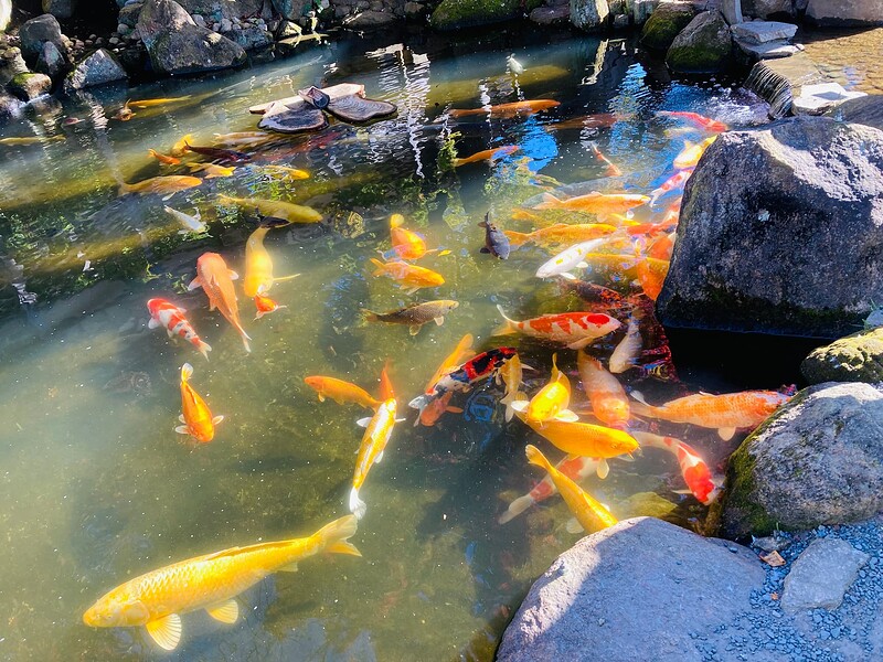 amabiki_kannon_temple_5975