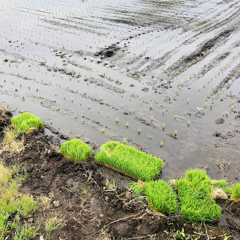 IMG_excess_rice_seedlings_discarded