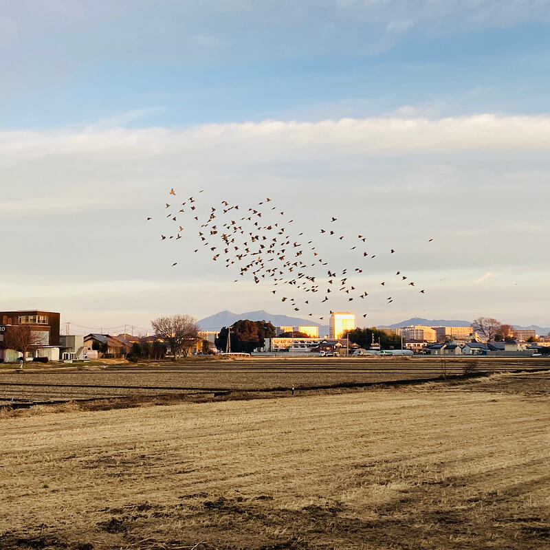 tsukuba nanairo tsukubasan birds