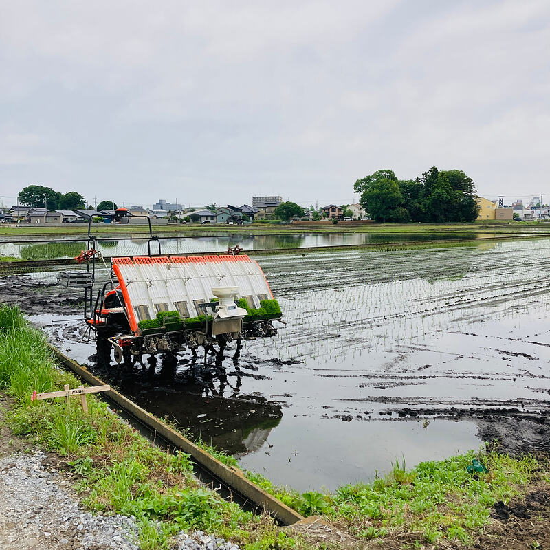 IMG_rice_paddy_with_rice_planter_machine