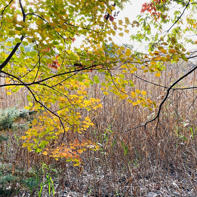 doho-park-autumn-2025-02