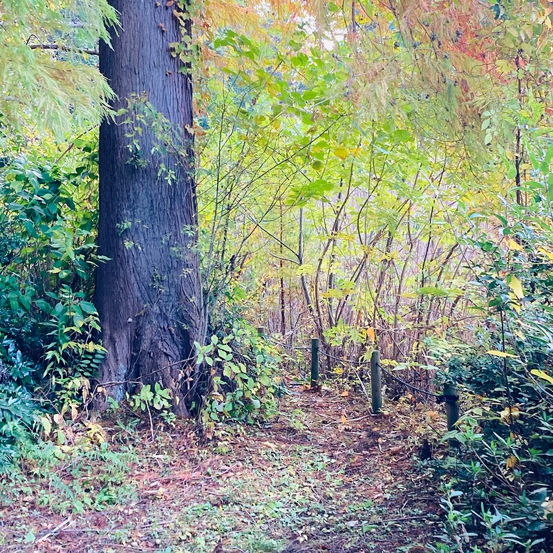 doho-park-autumn-2025-09