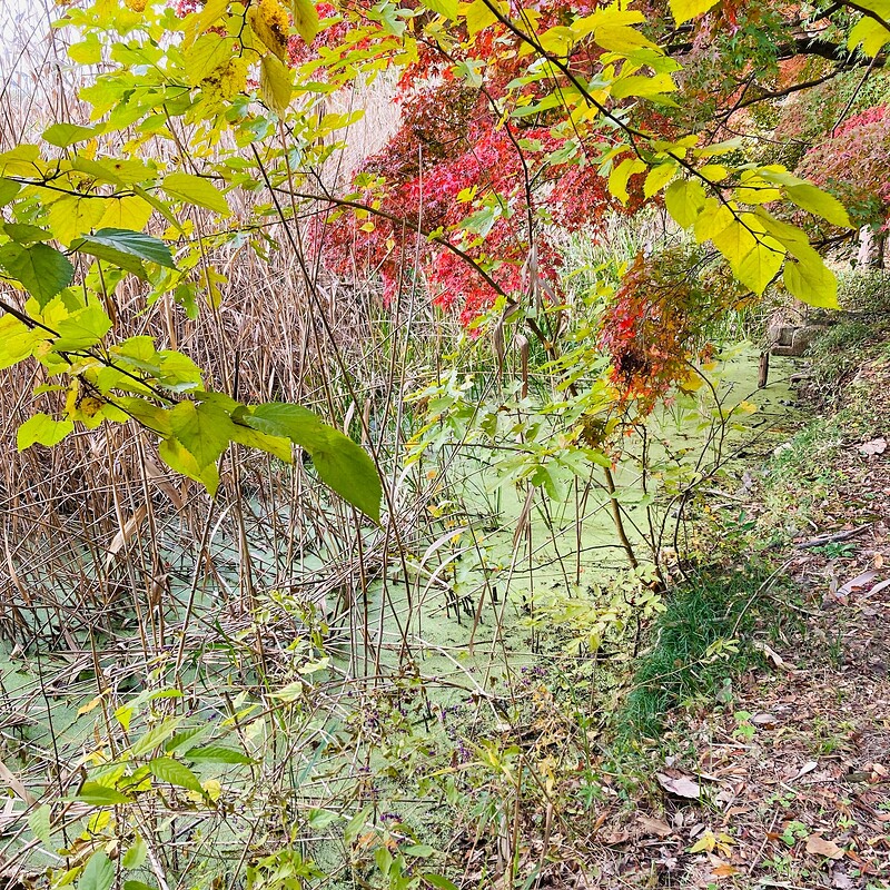 doho-park-autumn-2025-07