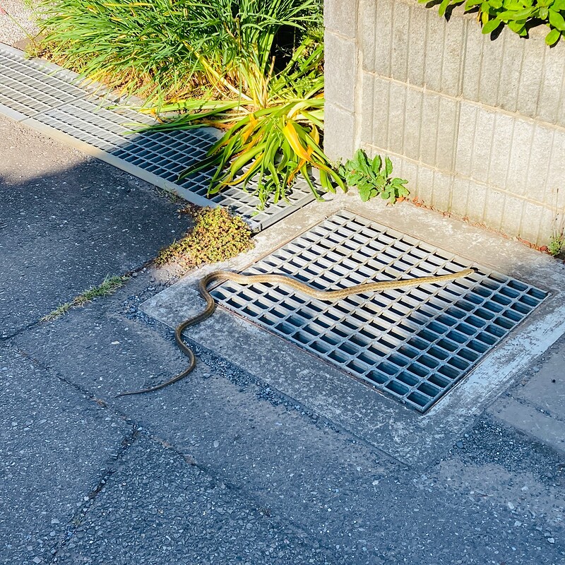 snake-morning-sun