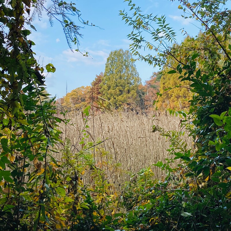 doho-park-autumn-2025-11