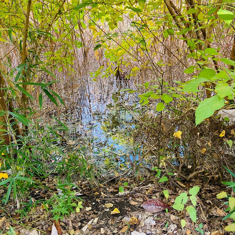 doho-park-autumn-2025-03