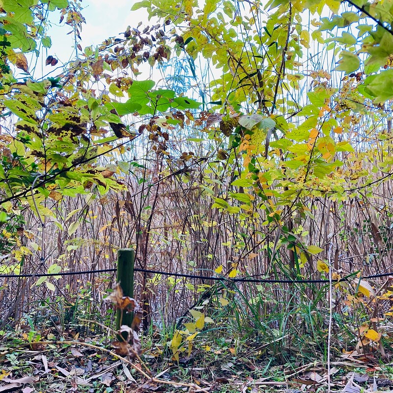 doho-park-autumn-2025-10