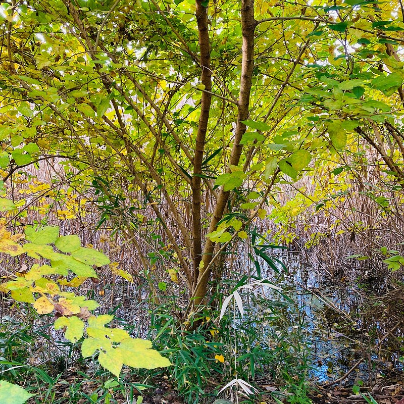 doho-park-autumn-2025-04