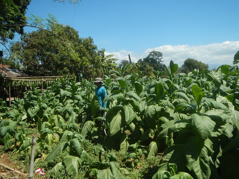 Tobacco fields in Caba, La Union